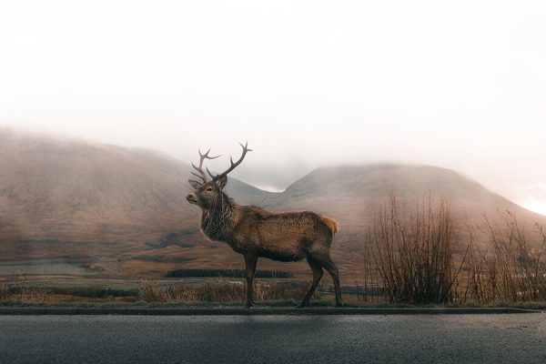 Deer