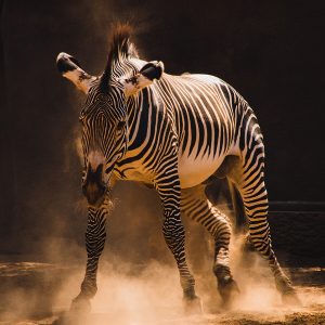 Zebra